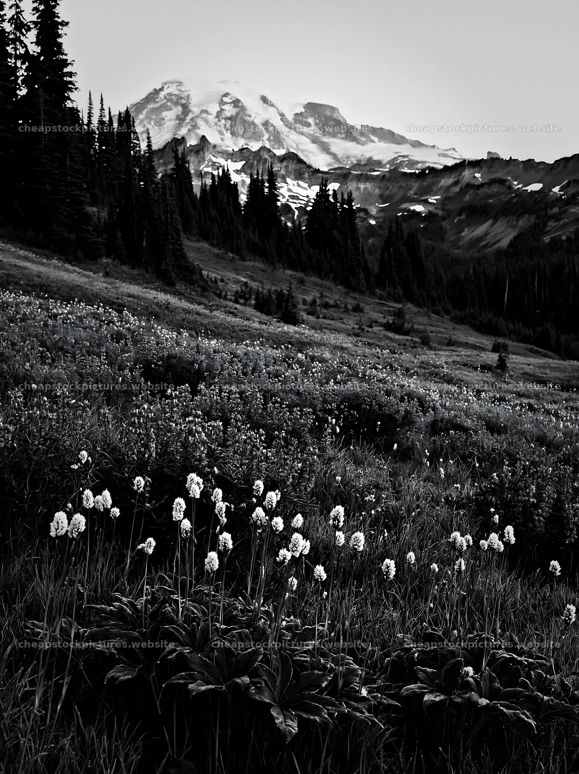 Mount Rainier wildflower meadow sunrise – stock pictures 6866x9174