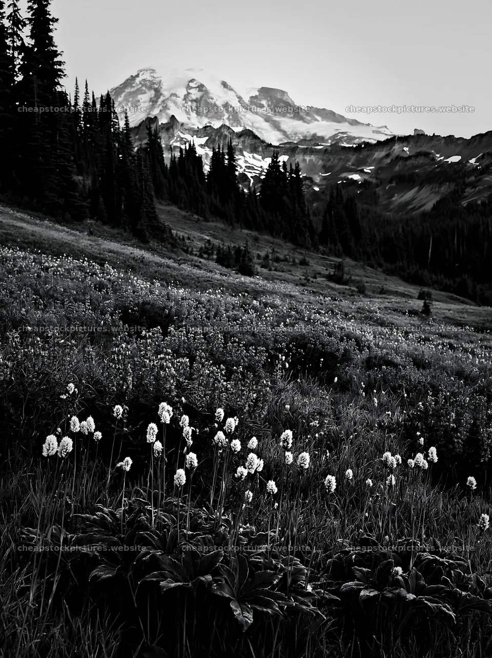 Mount Rainier wildflower meadow sunrise – stock pictures 6866x9174