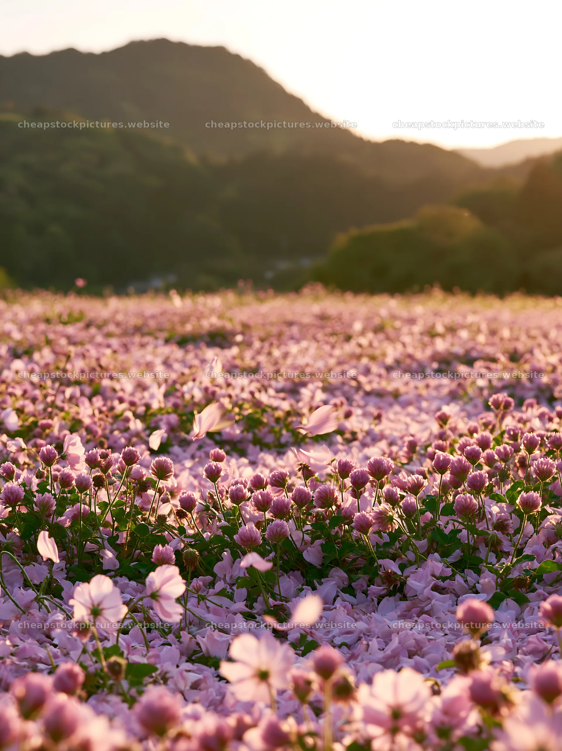 Fallen blossoms in a spring meadow in Fukuoka – stock pictures 6866x9174