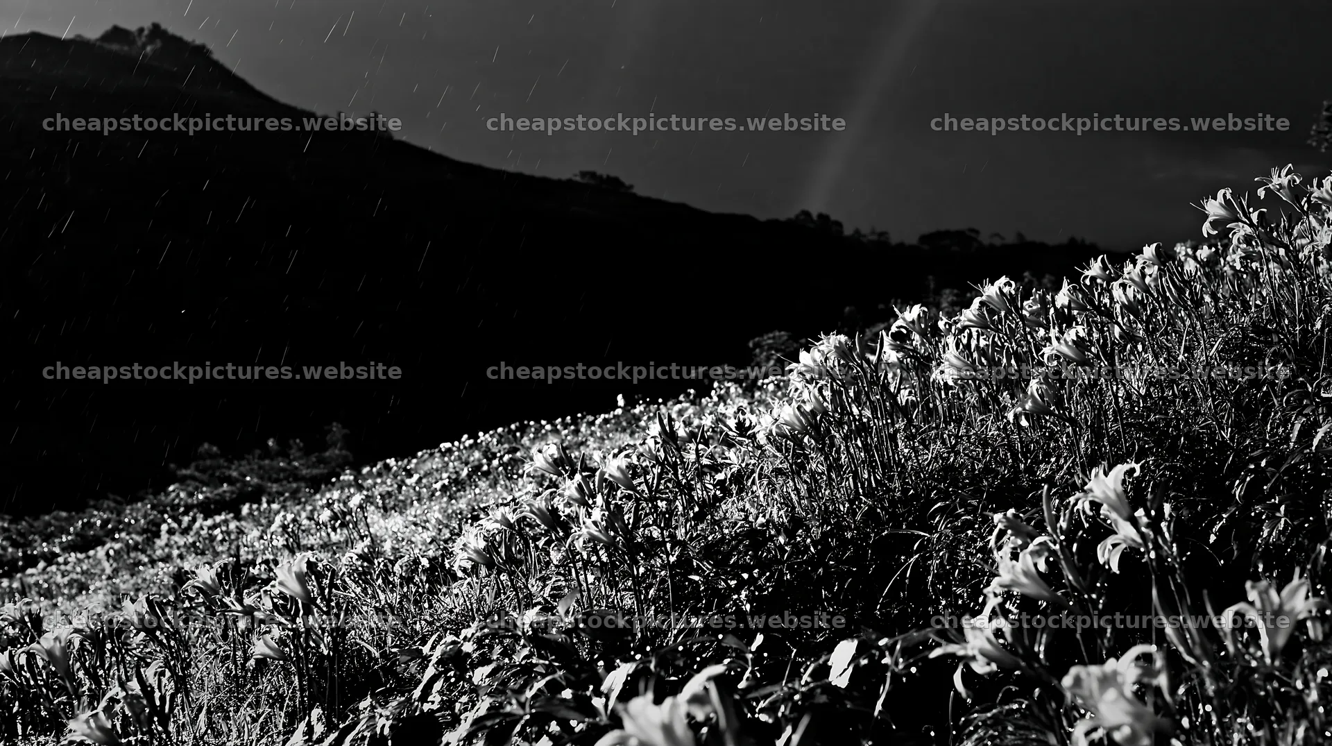 Kirigamine highland daylily meadow under cloudy skies – stock pictures 10608x5938