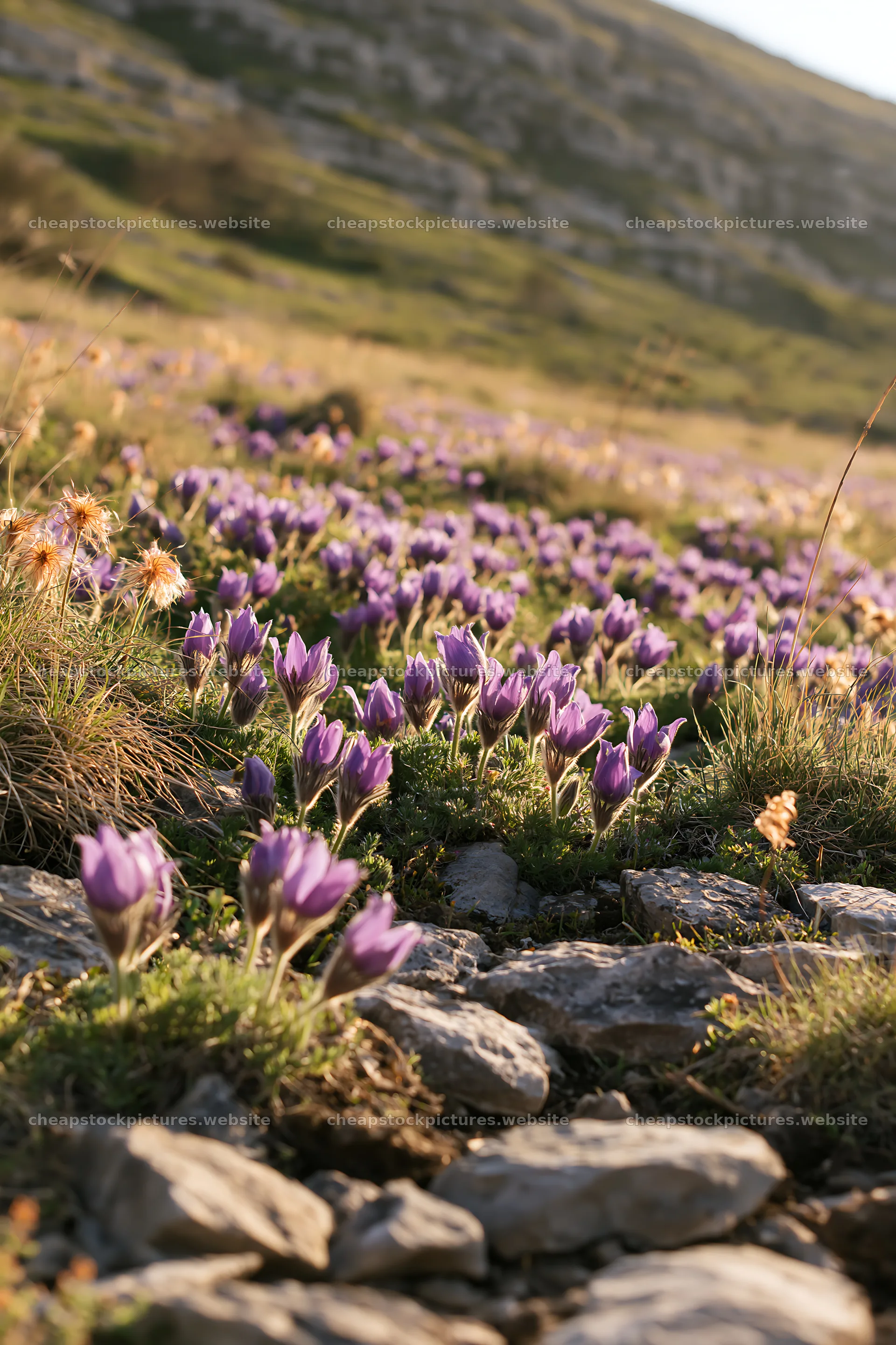 Sunny limestone meadow with blooming flowers – stock pictures 6480x9722