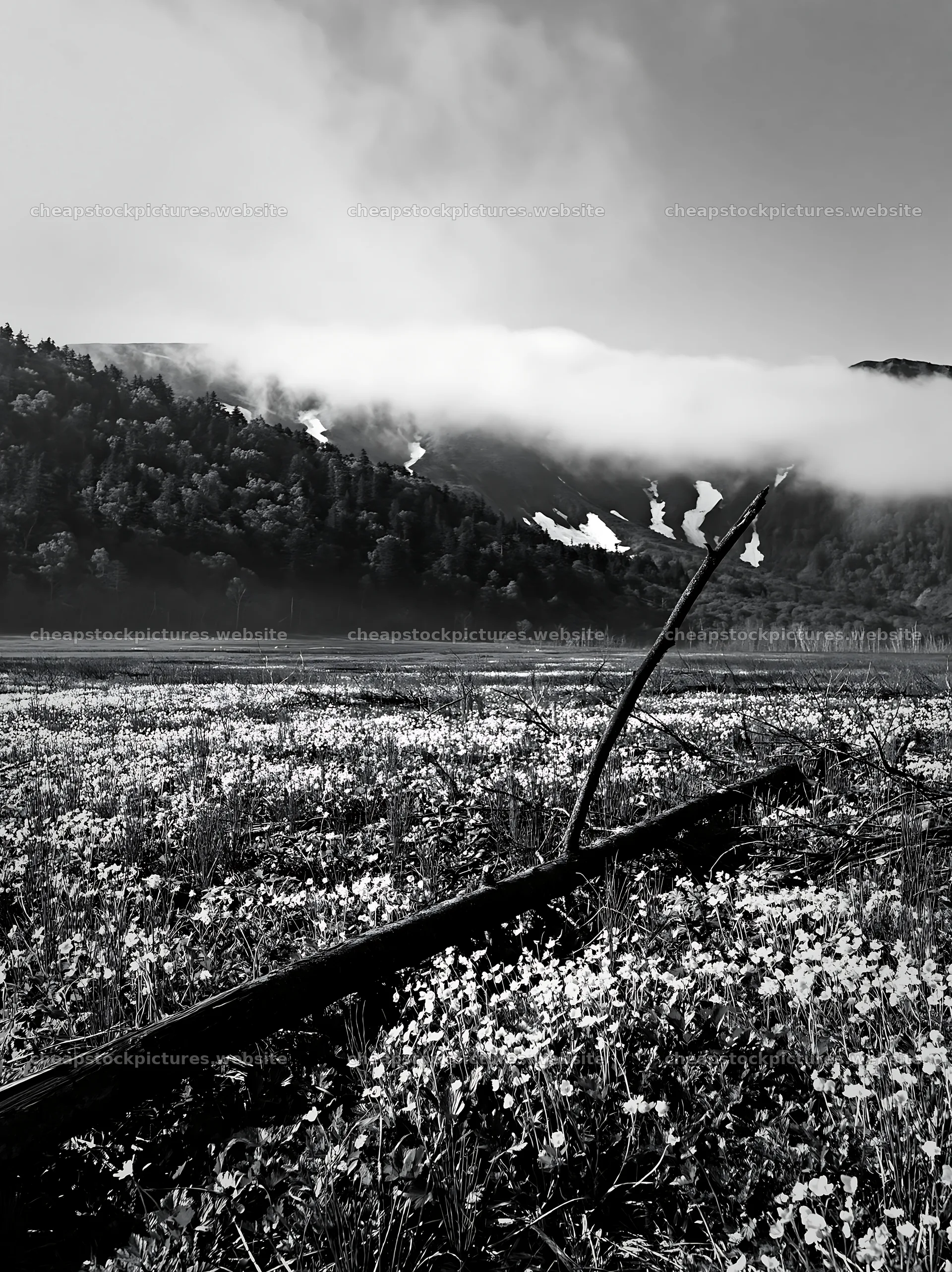 Yamagata rewilded meadow with fallen branch in foreground – stock pictures 6866x9174