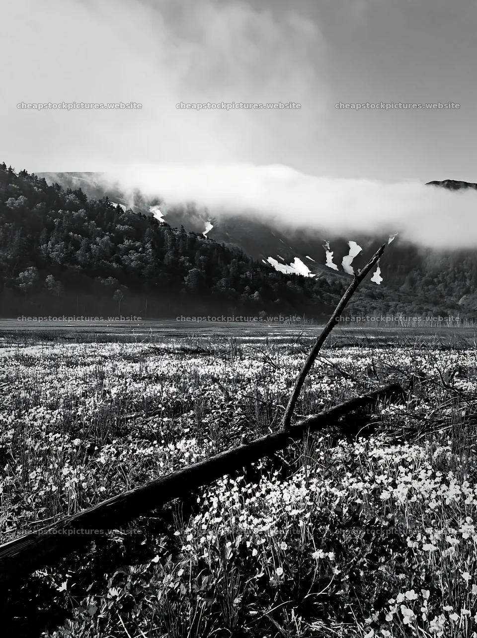 Yamagata rewilded meadow with fallen branch in foreground – stock pictures 6866x9174