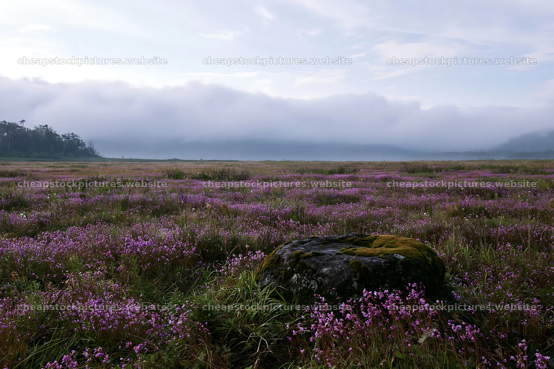 Miyagi spring recovery meadow mossy stone surrounded by flowers – stock pictures 9722x6480