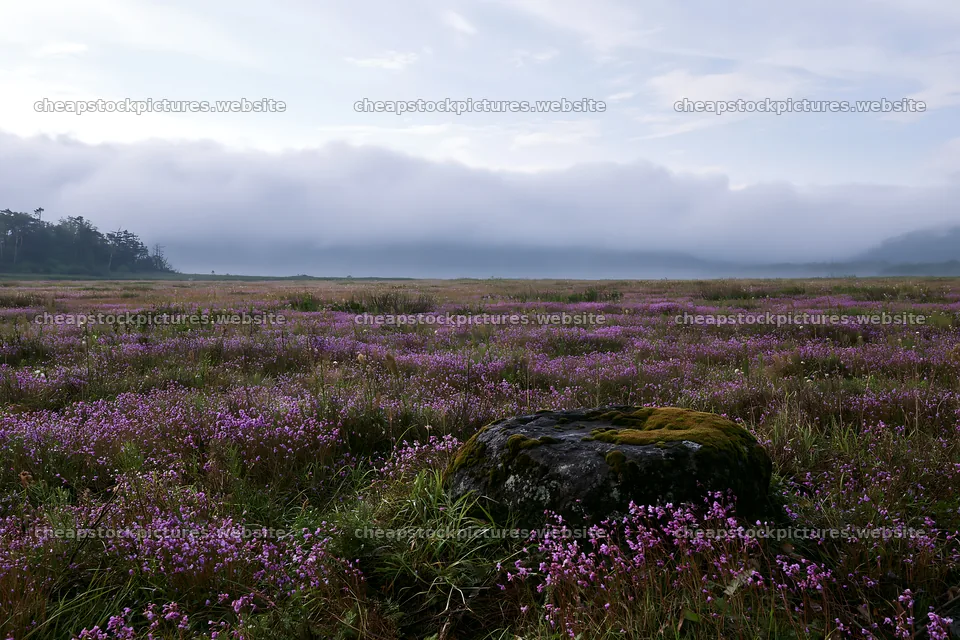 Miyagi spring recovery meadow mossy stone surrounded by flowers – stock pictures 9722x6480