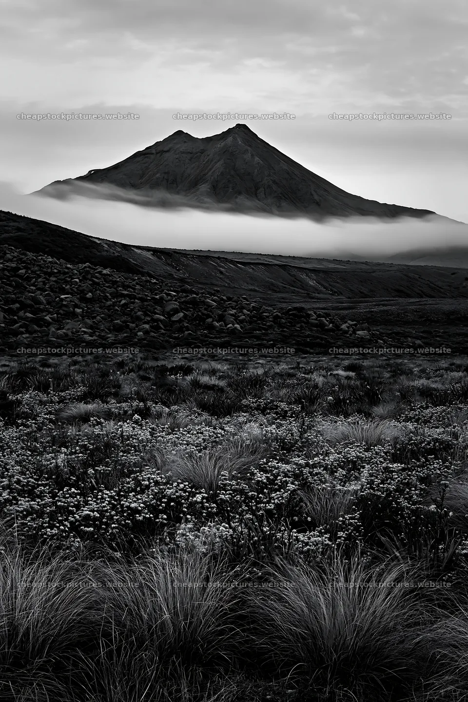 Poppy flax meadow with mountain and fog in black and white – stock pictures 6480x9722