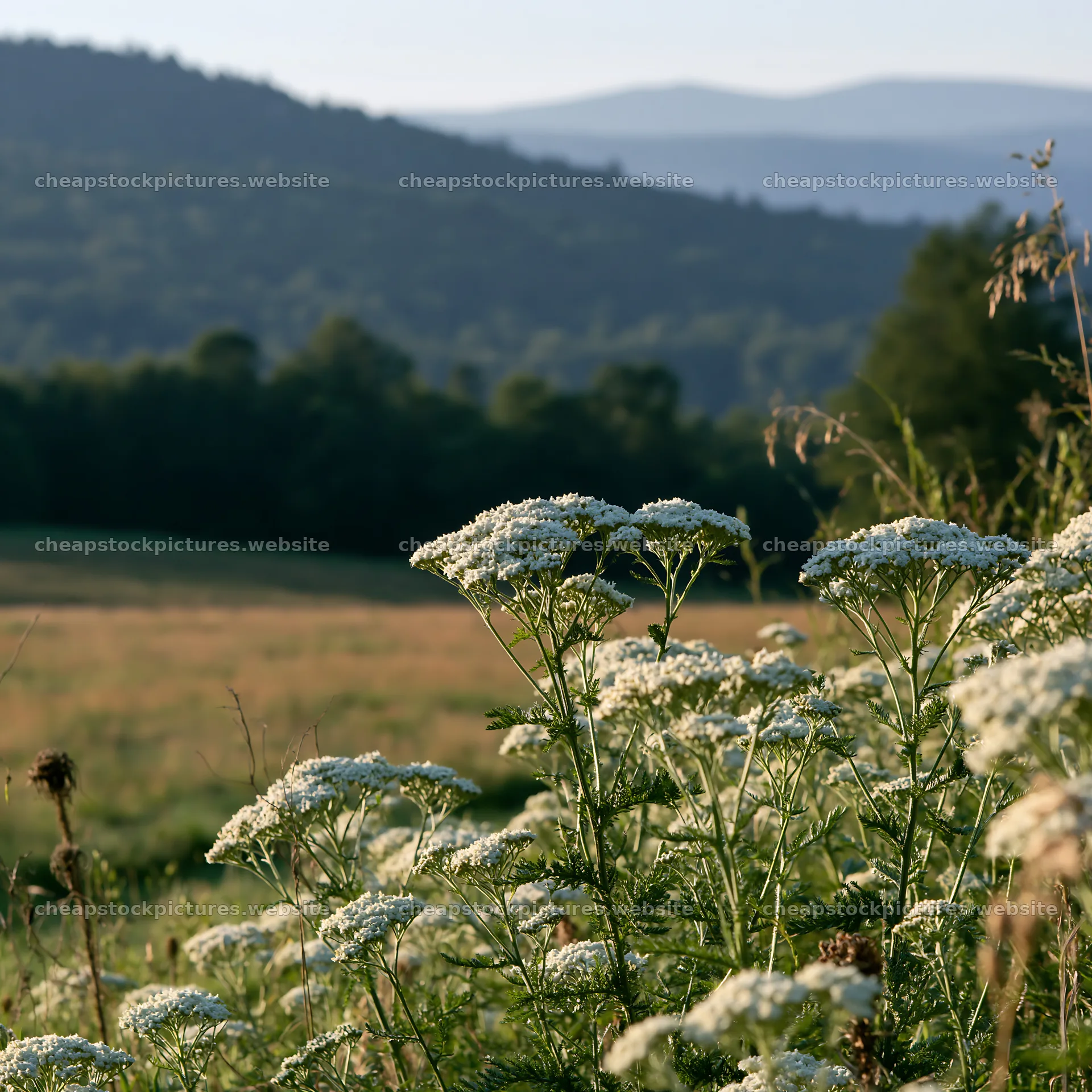 Yarrow meadow bloom under bright sky in the countryside – stock pictures 7938x7938