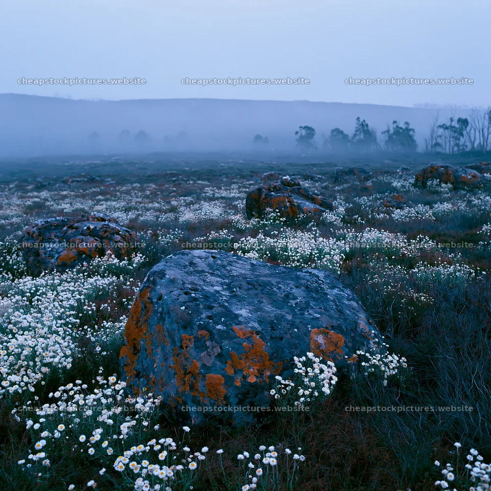 Meadow with boulders and wildflowers at dusk – stock pictures 7938x7938