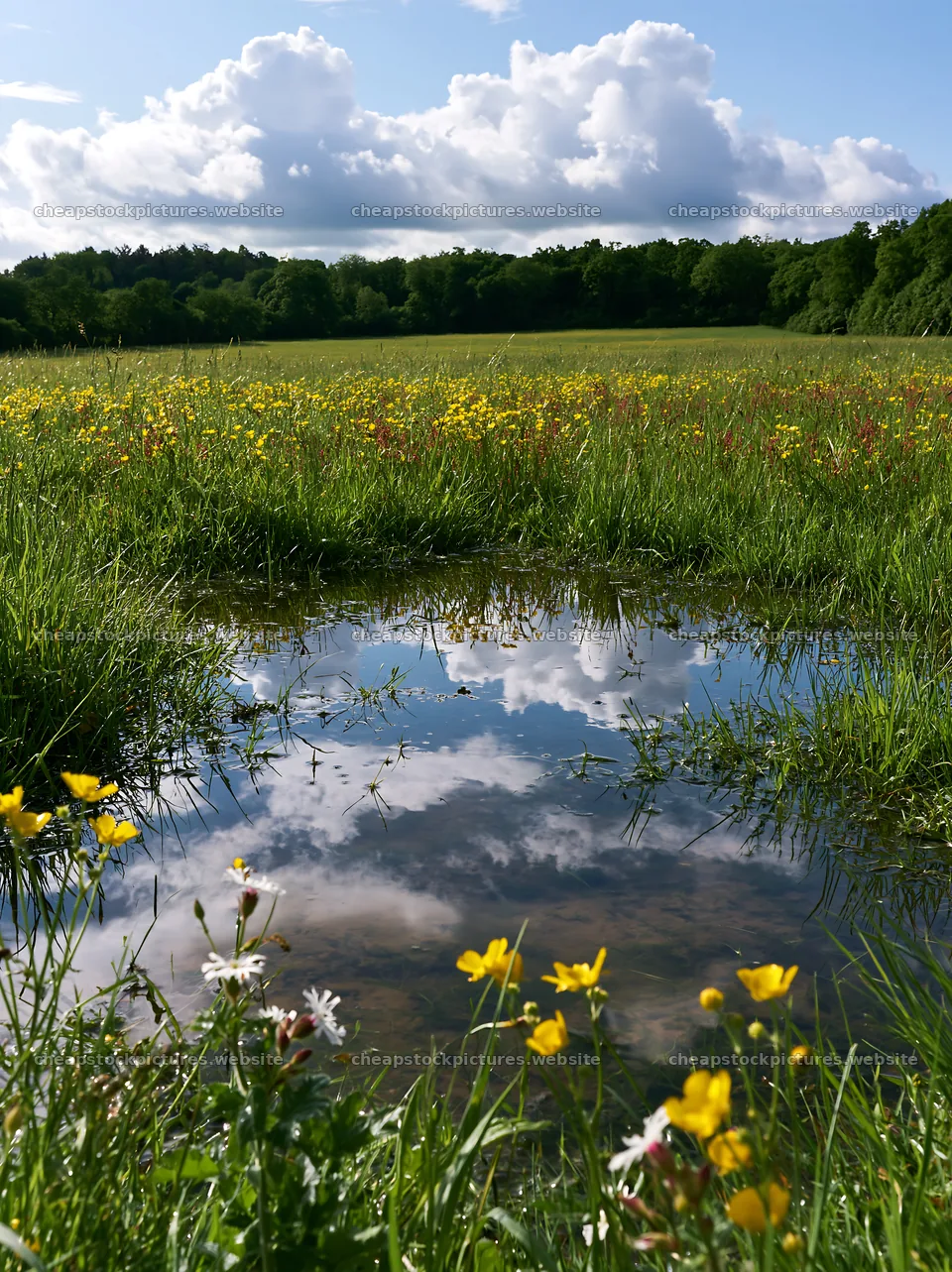 Colorful buttercup meadow with reflection in water – stock pictures 6866x9174