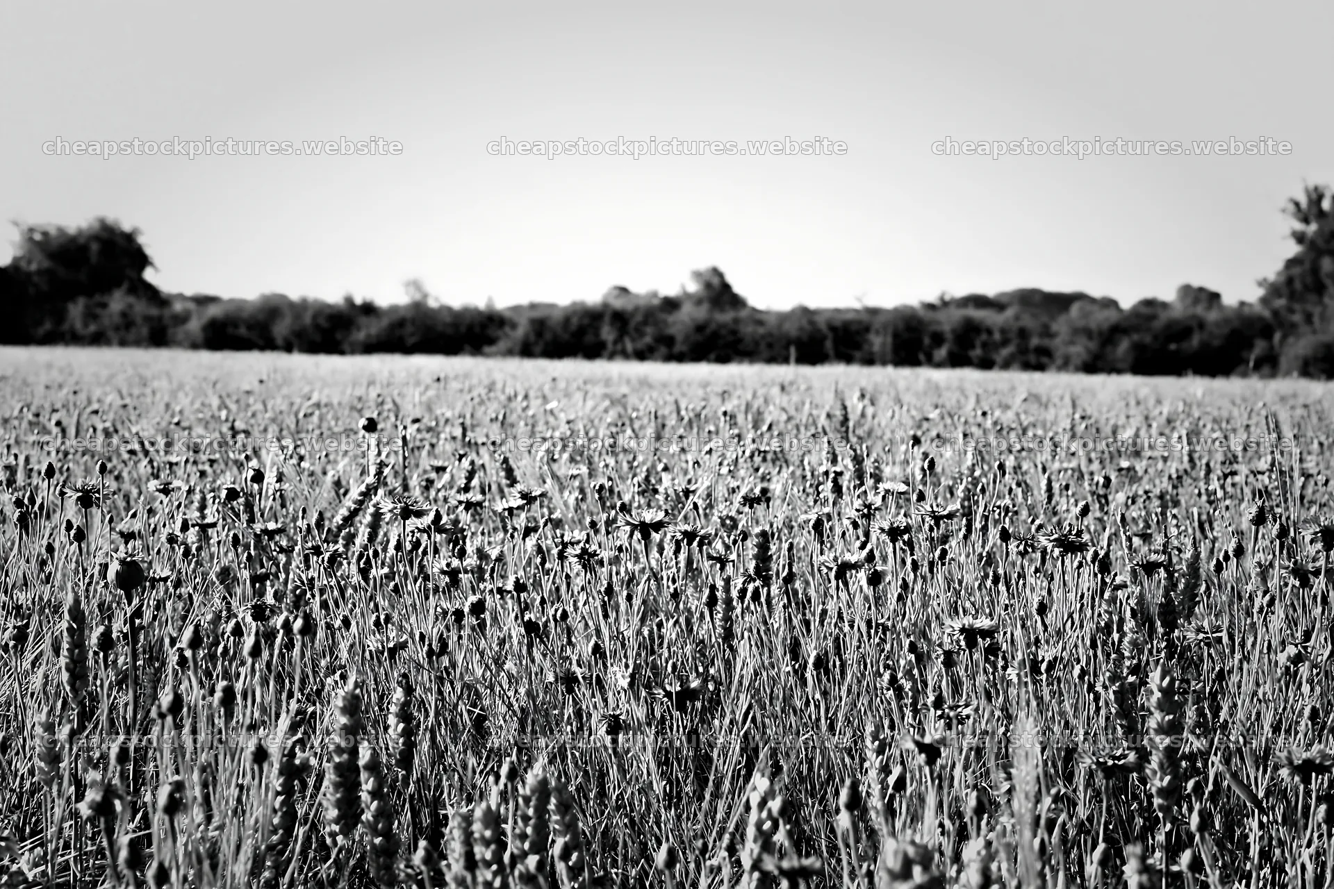 Cornflower meadow website header image – stock pictures 9722x6480