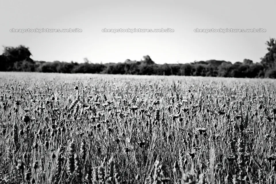 Cornflower meadow website header image – stock pictures 9722x6480