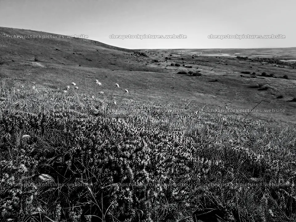Sunny meadow with wild thyme and open fields – stock pictures 9166x6874