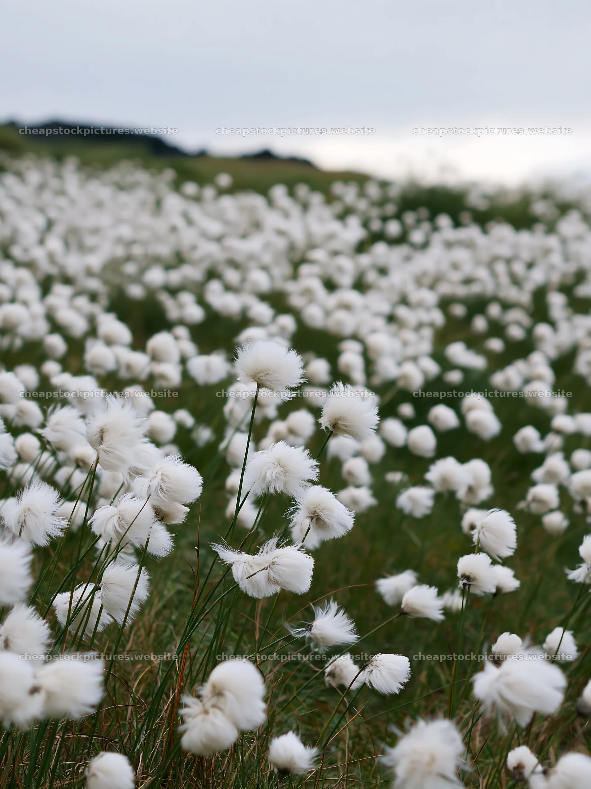 Meadow filled with white flowers under overcast sky – stock pictures 6866x9174