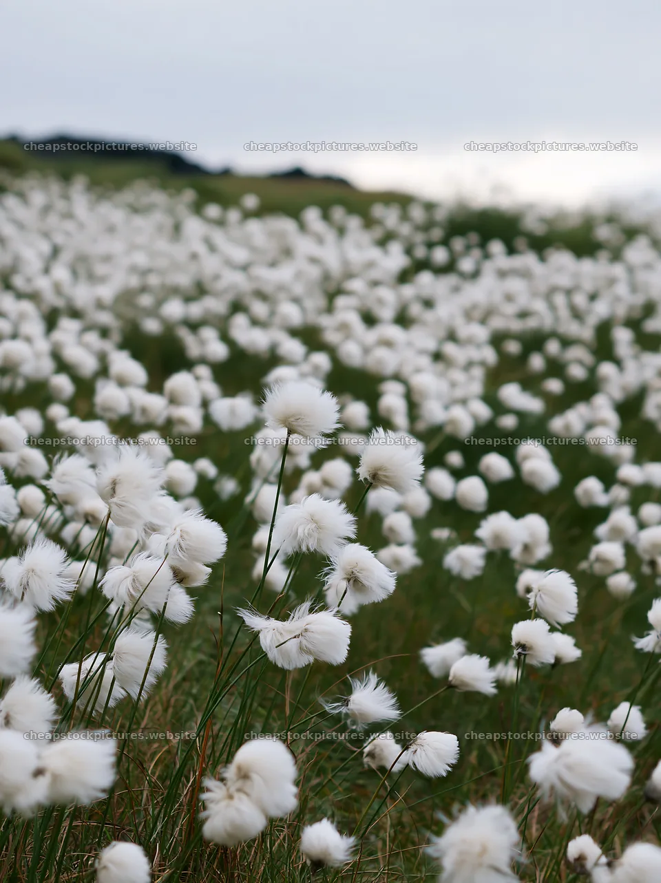 Meadow filled with white flowers under overcast sky – stock pictures 6866x9174