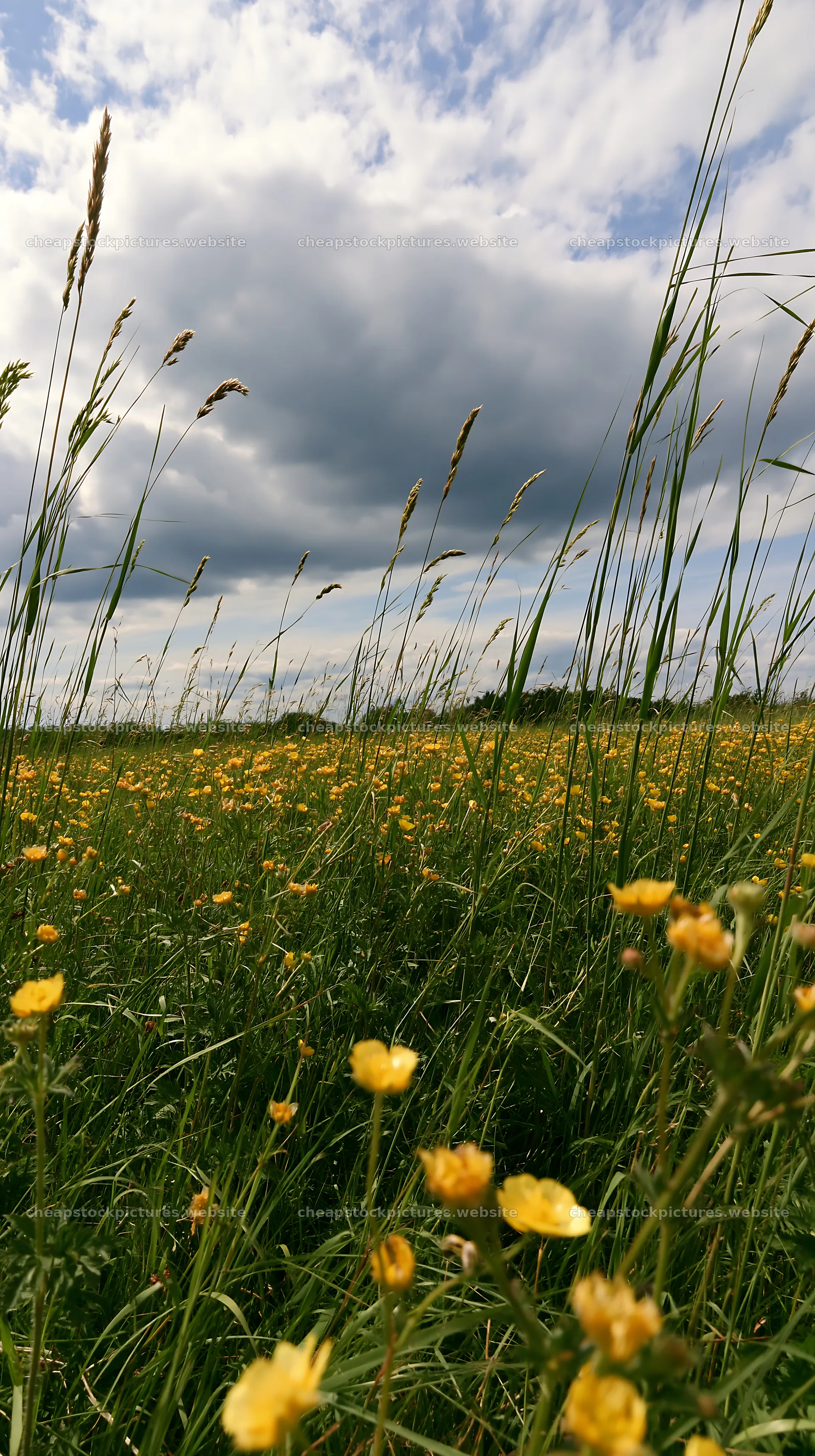 Saga floodplain meadow with reed foreground and flowers – stock pictures 5938x10608