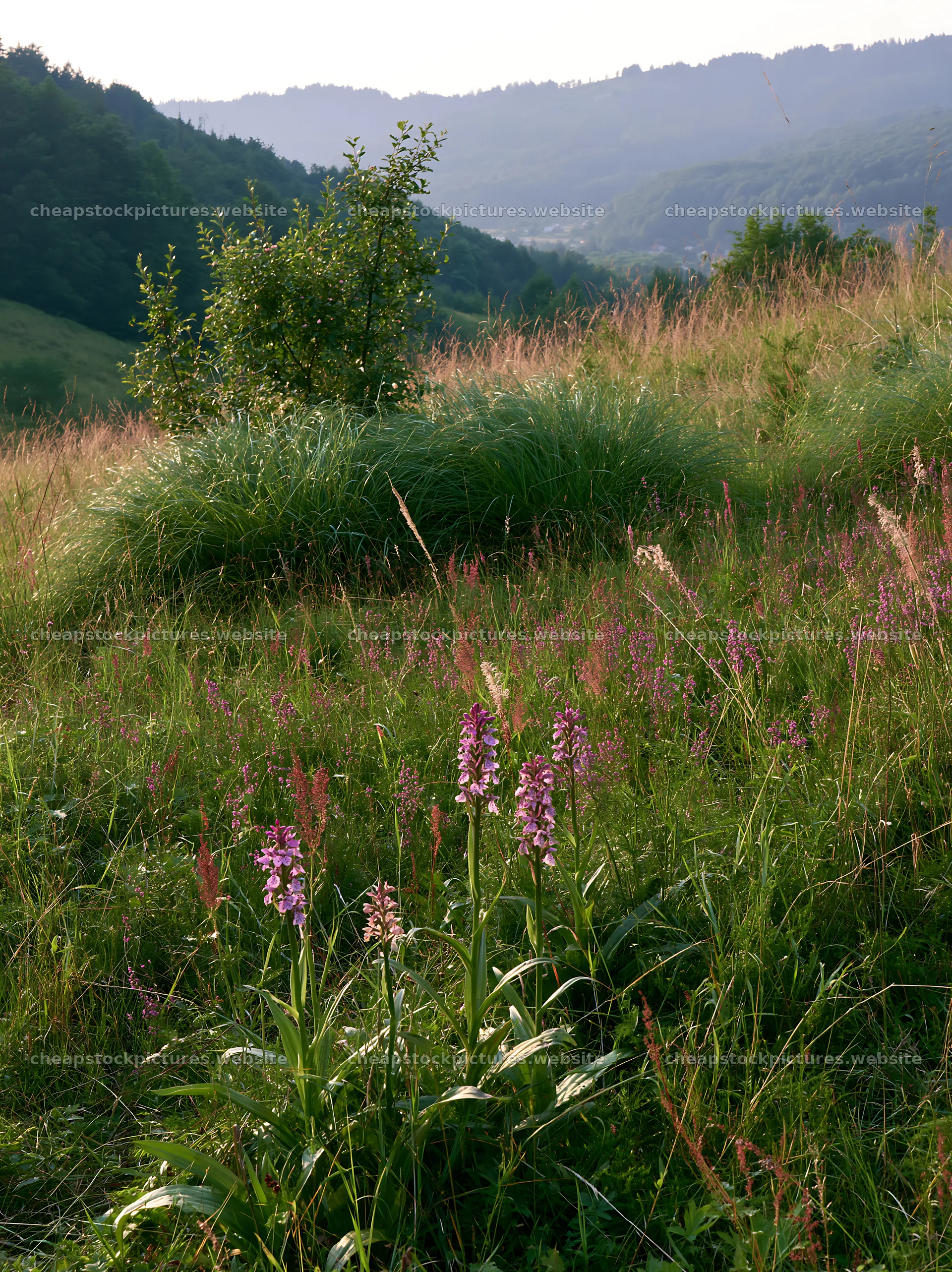 Regenerative meadow with wildflowers and grassy hills in sunlight – stock pictures 6866x9174