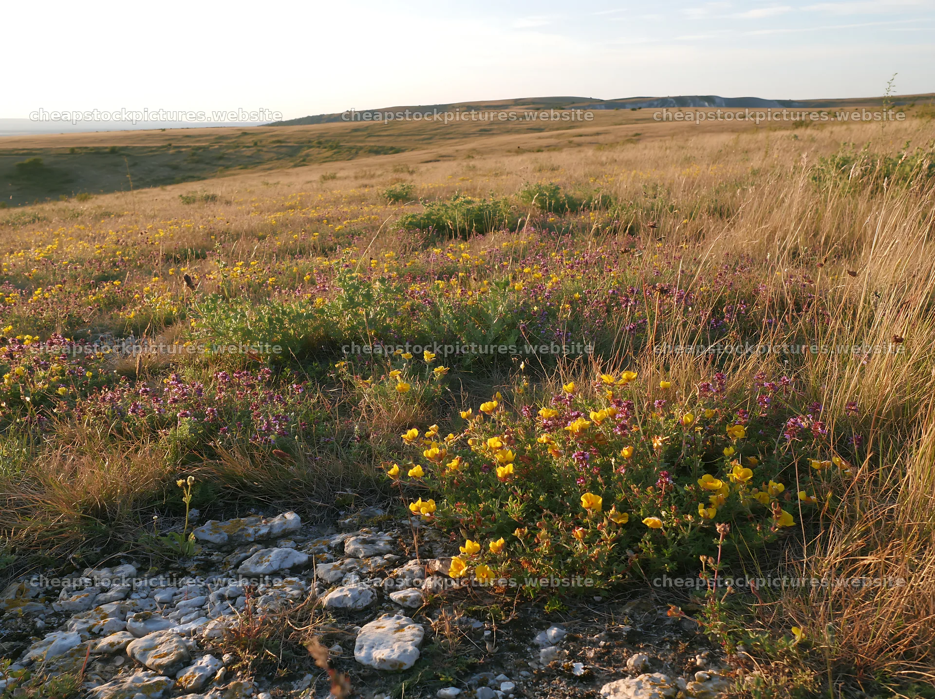 Sunny grassland meadow with wildflowers at sunset – stock pictures 9174x6866