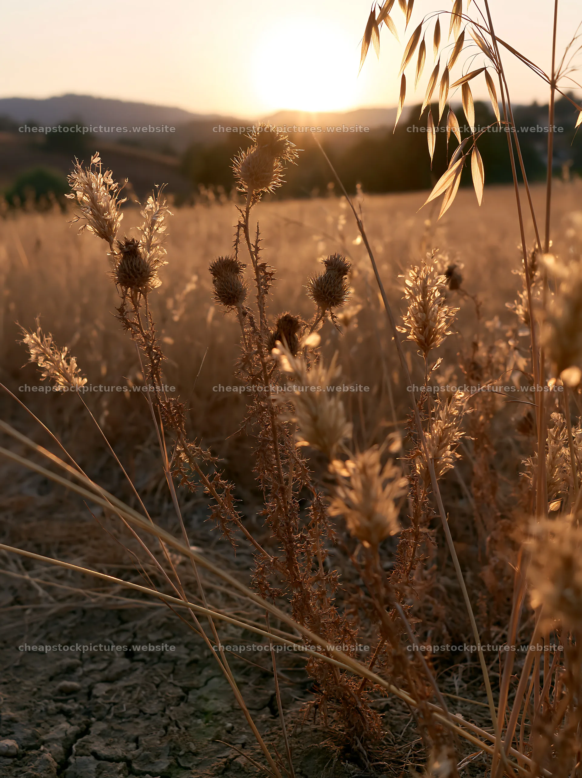 Meadow seedheads backlit at dusk – stock pictures 6866x9174