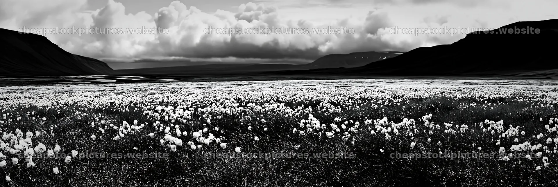 Cottongrass meadow under clouds in black and white – stock pictures 13690x4602