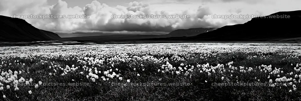 Cottongrass meadow under clouds in black and white – stock pictures 13690x4602