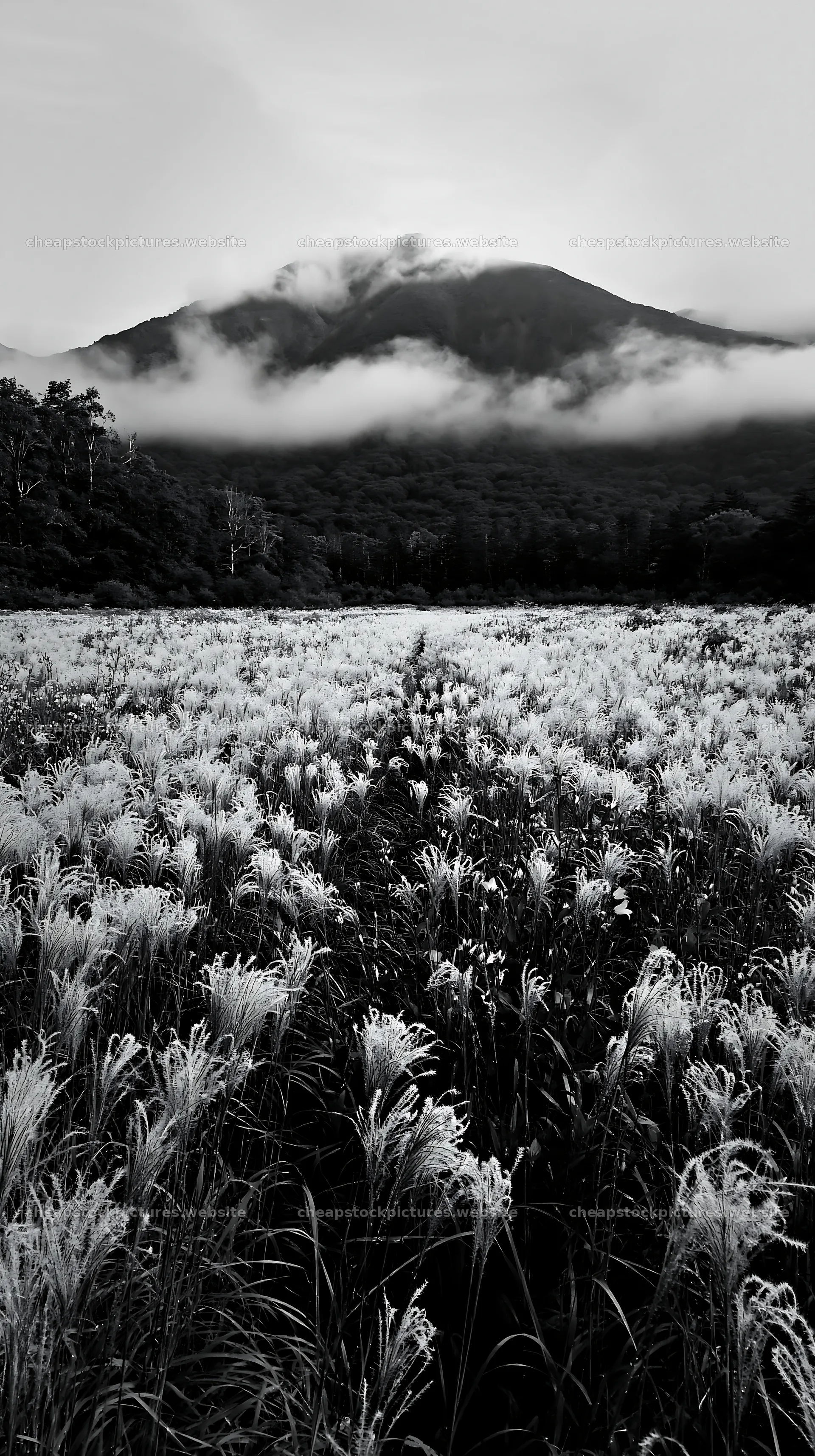 Iwate rain refreshed meadow seedhead foreground – stock pictures 5938x10608