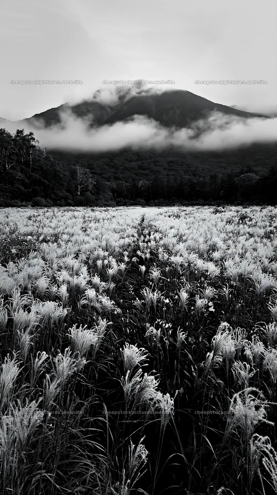 Iwate rain refreshed meadow seedhead foreground – stock pictures 5938x10608