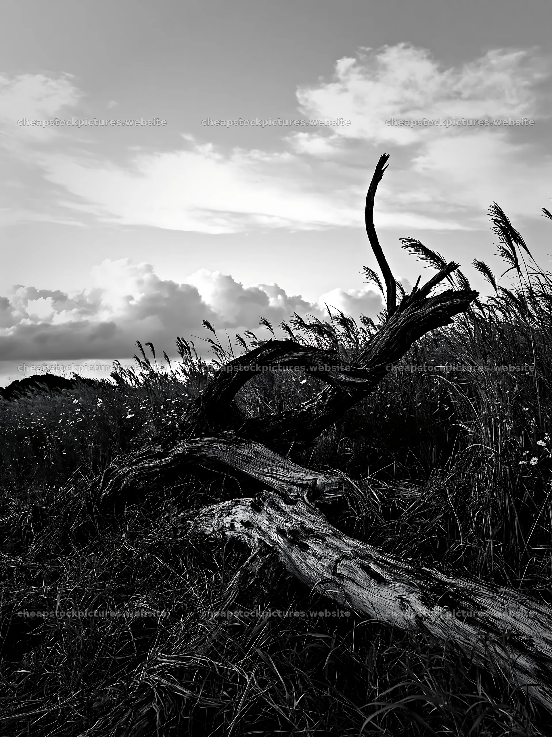 Chiba coastal climate meadow with driftwood in the foreground – stock pictures 6866x9174