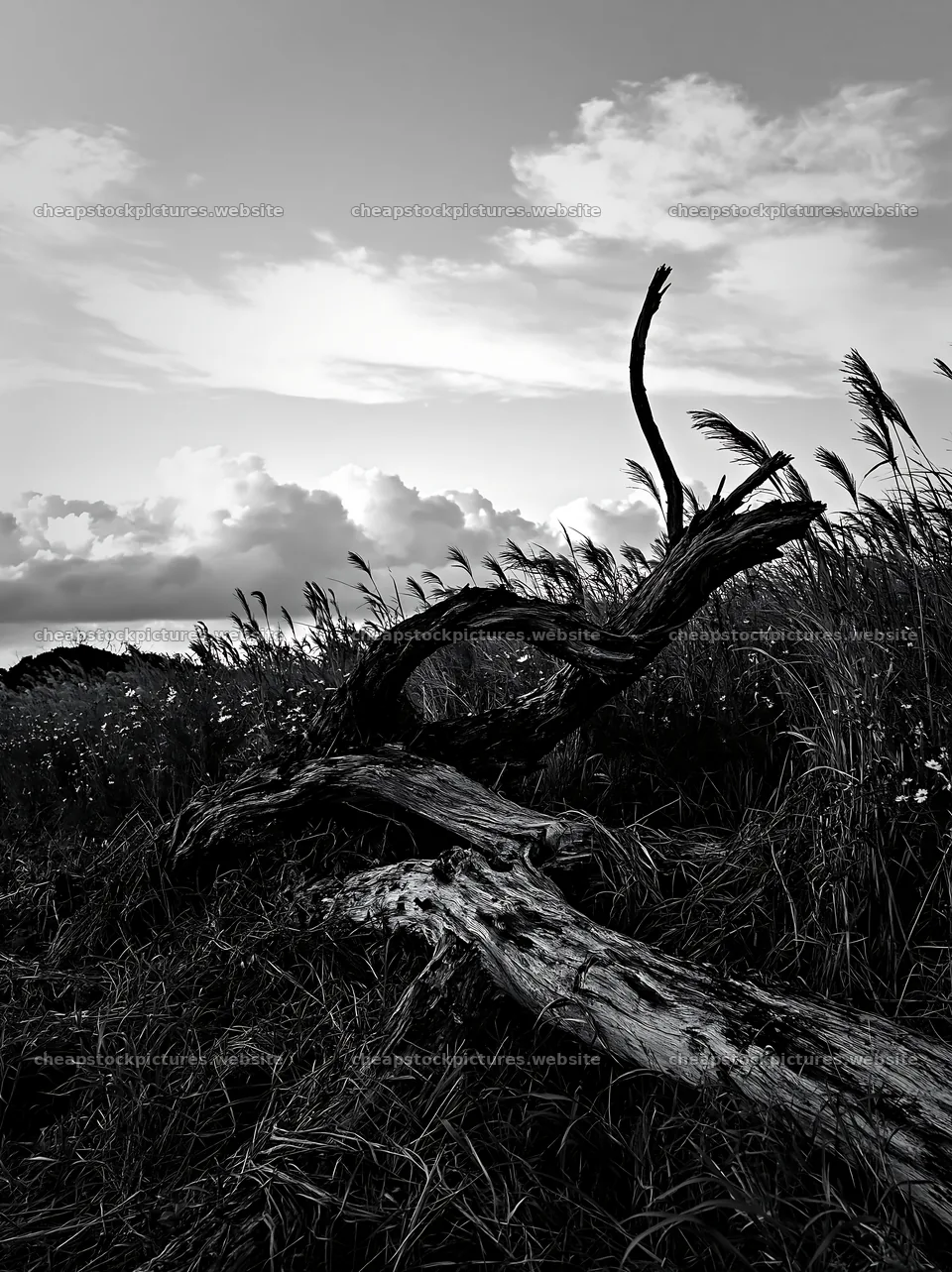 Chiba coastal climate meadow with driftwood in the foreground – stock pictures 6866x9174