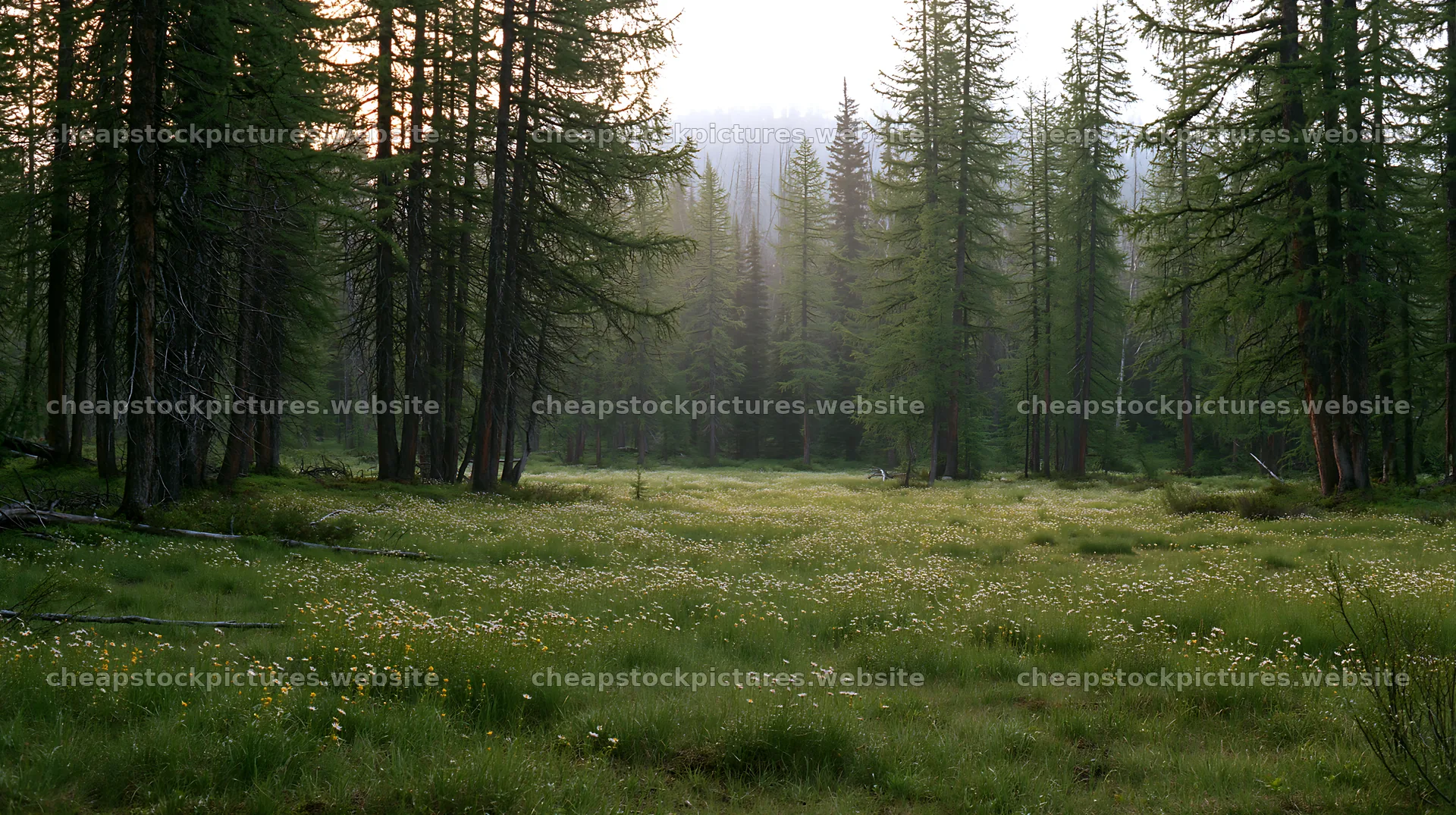 Misty forest meadow with tall trees and wildflowers – stock pictures 10608x5938