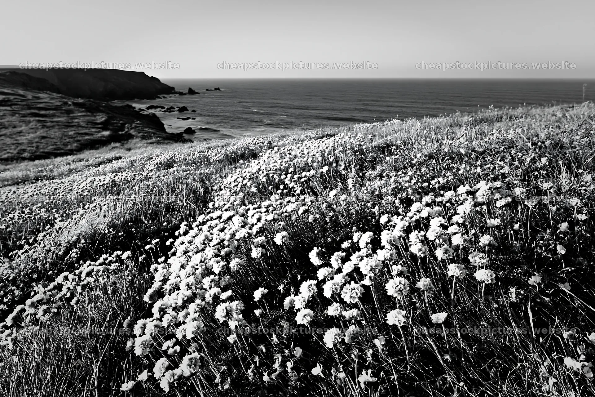 Clifftop meadow with flowers overlooking the ocean at sunset – stock pictures 9722x6480