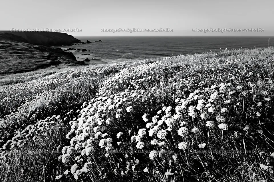 Clifftop meadow with flowers overlooking the ocean at sunset – stock pictures 9722x6480