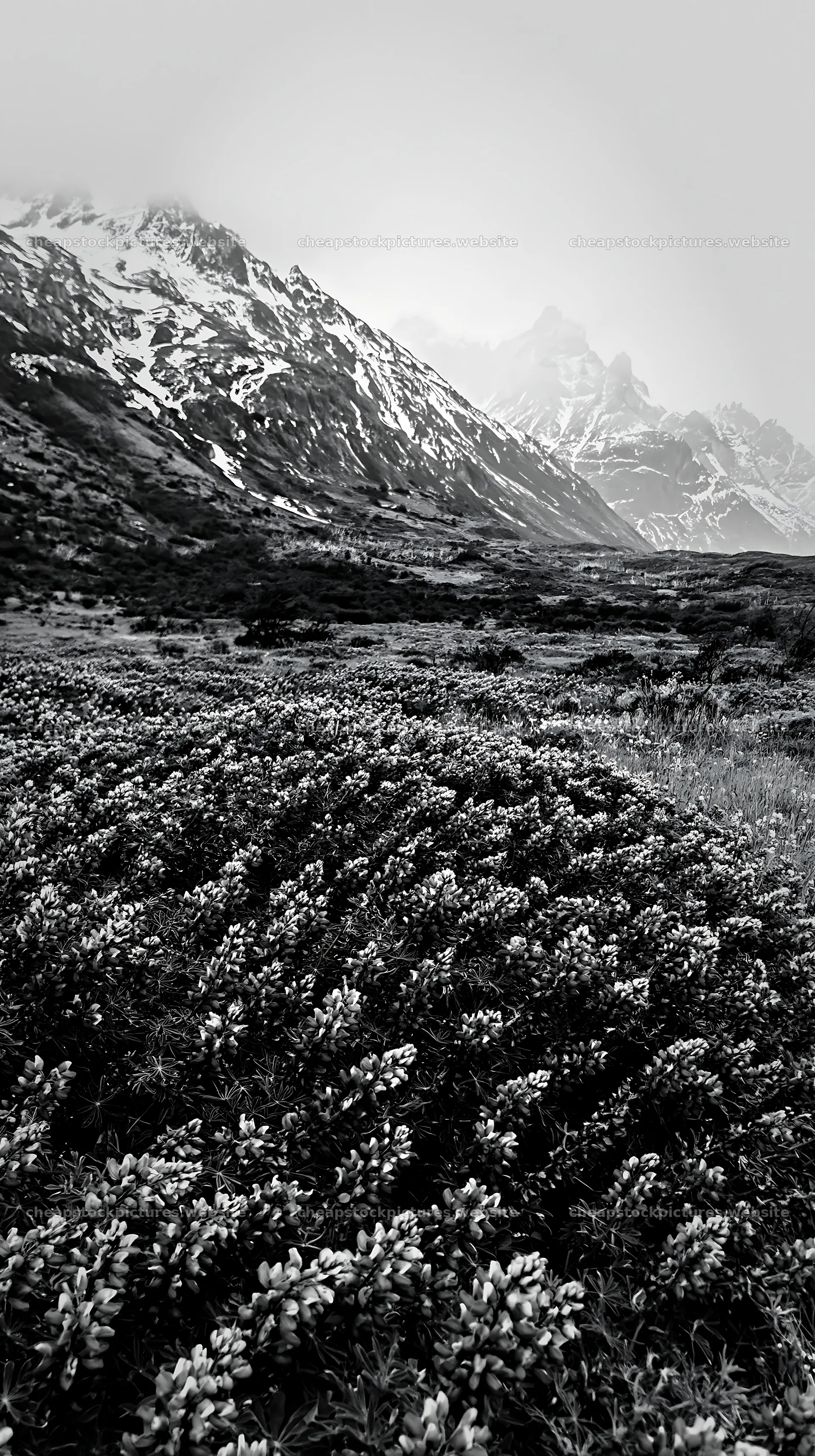 Torres del Paine meadow with snow-capped mountains – stock pictures 5938x10608