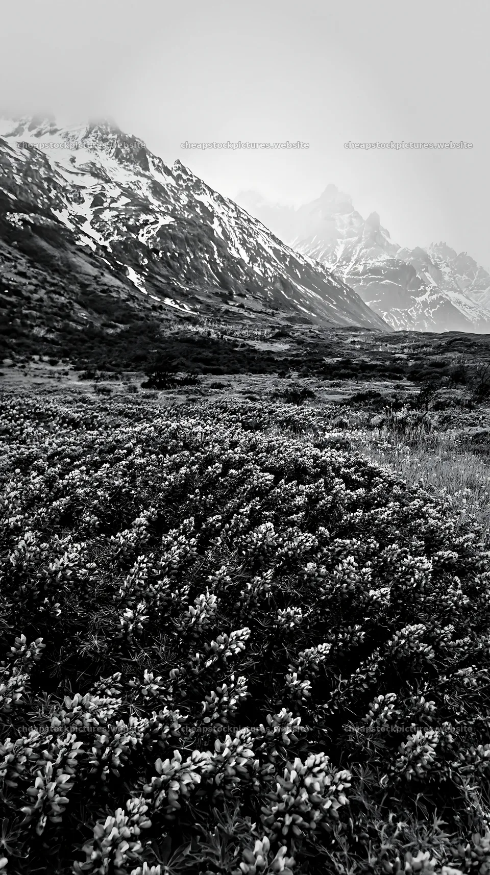 Torres del Paine meadow with snow-capped mountains – stock pictures 5938x10608
