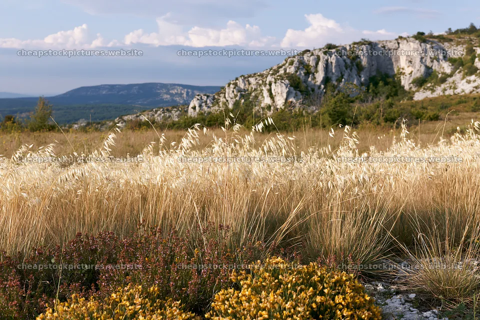 Meadow with seedheads and rocky hills in the background – stock pictures 9722x6480