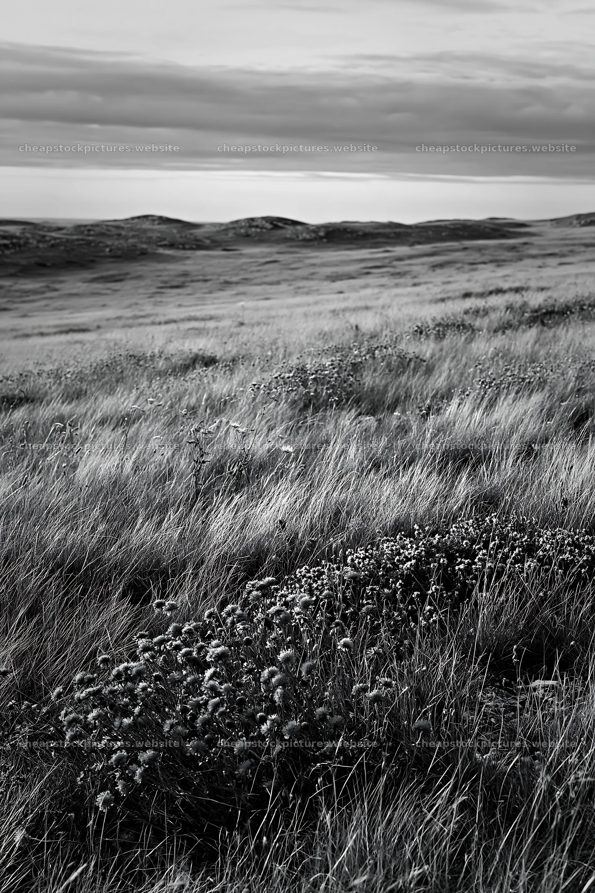 Cloudy wild thyme meadow with rolling hills in the background – stock pictures 6480x9722