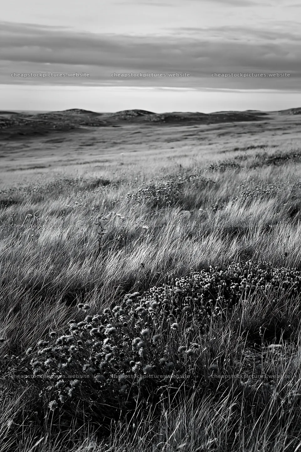 Cloudy wild thyme meadow with rolling hills in the background – stock pictures 6480x9722