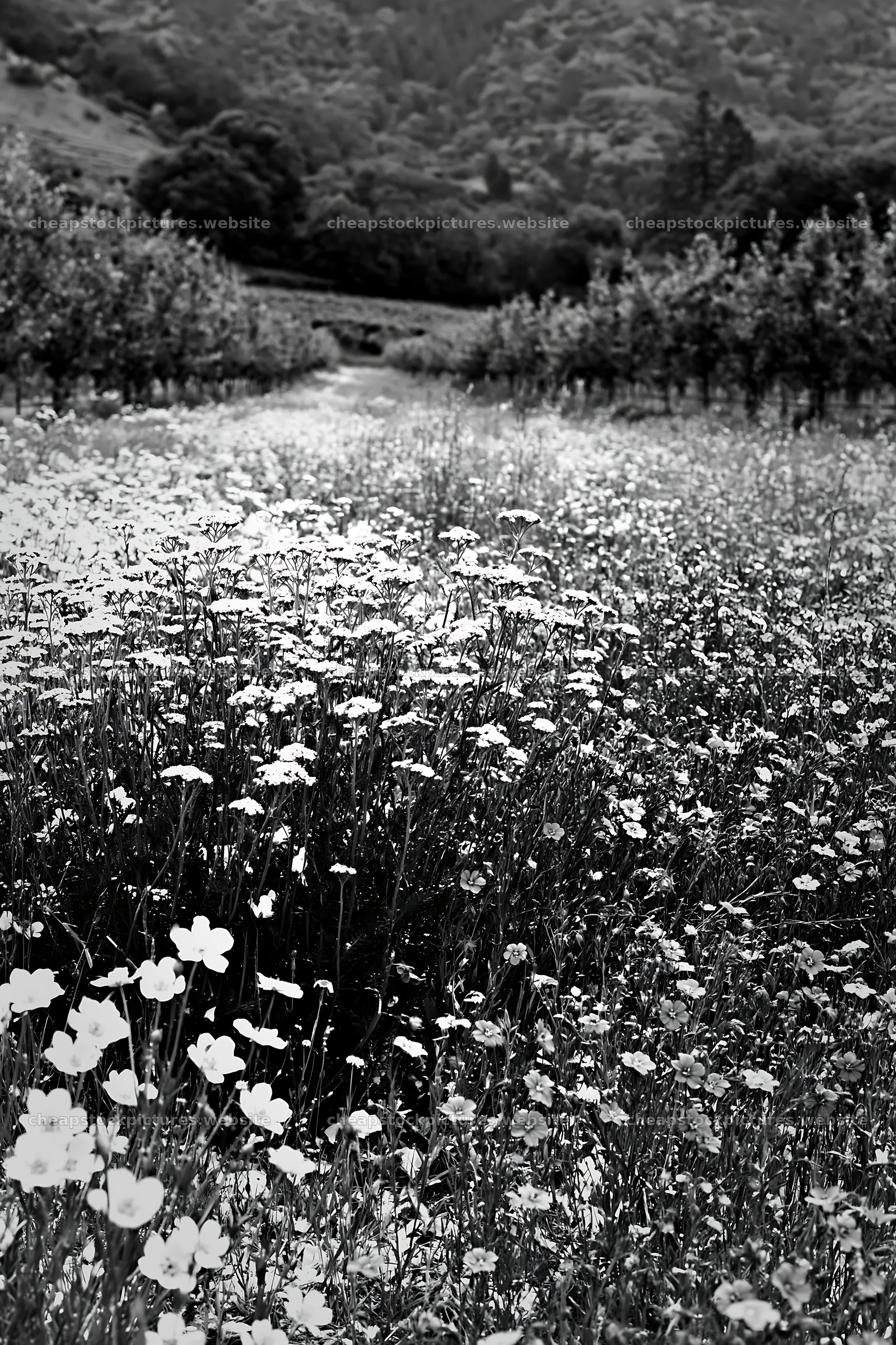 Meadow with flowers and trees in foothill orchard – stock pictures 6480x9722