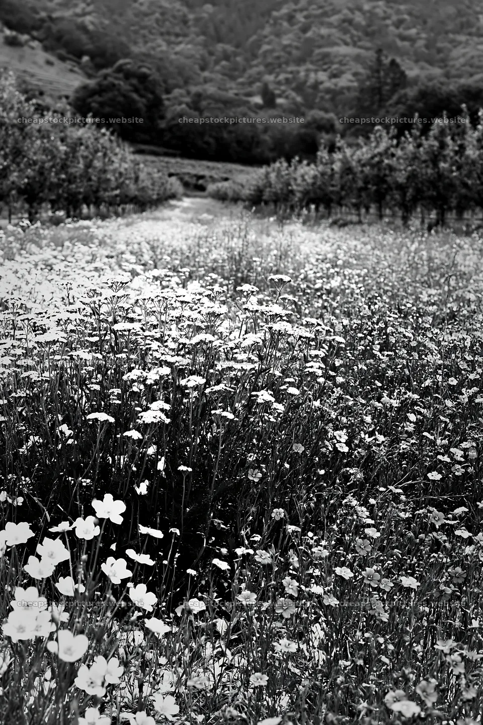 Meadow with flowers and trees in foothill orchard – stock pictures 6480x9722