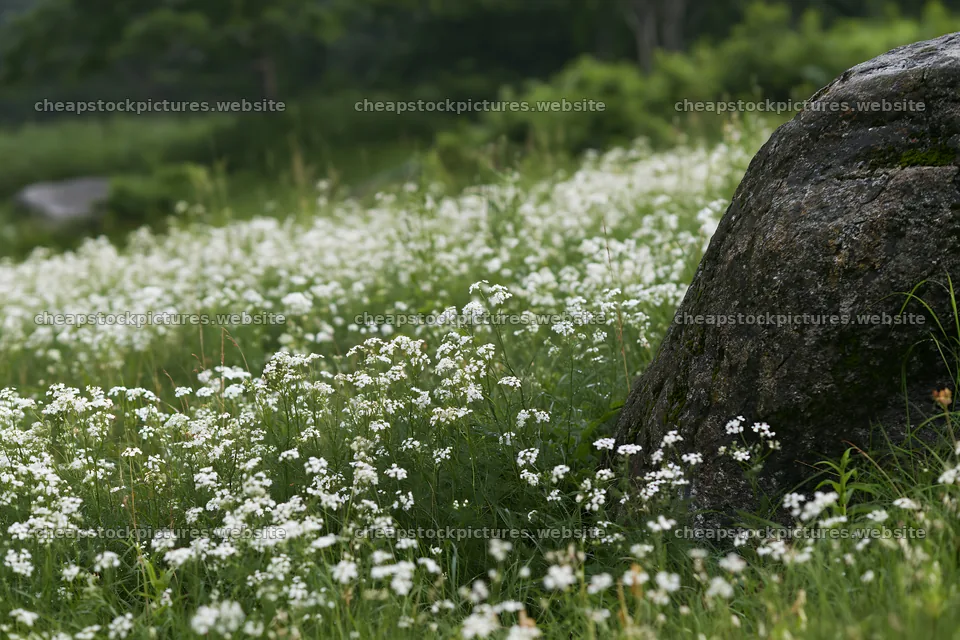 Aomori climate resilient meadow with boulder in green setting – stock pictures 9722x6480