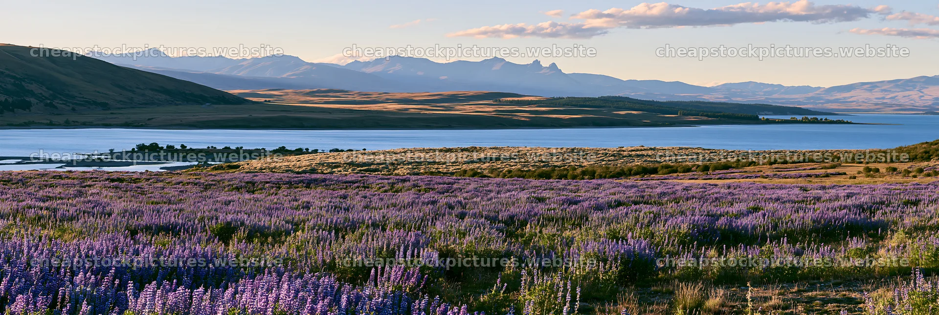Lupine meadow panorama at Lake Tekapo during daylight – stock pictures 13690x4602