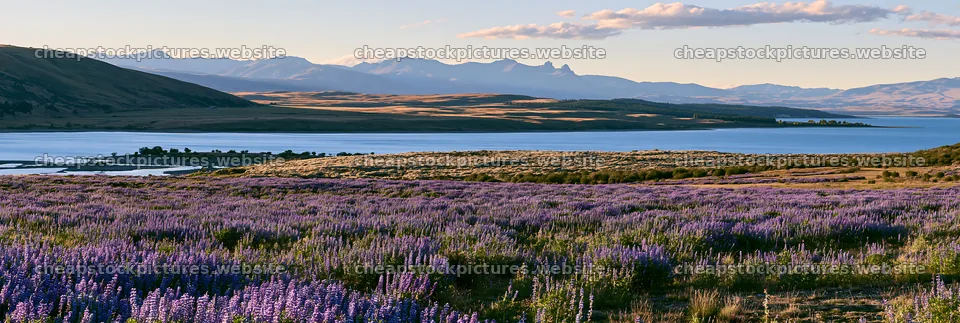 Lupine meadow panorama at Lake Tekapo during daylight – stock pictures 13690x4602