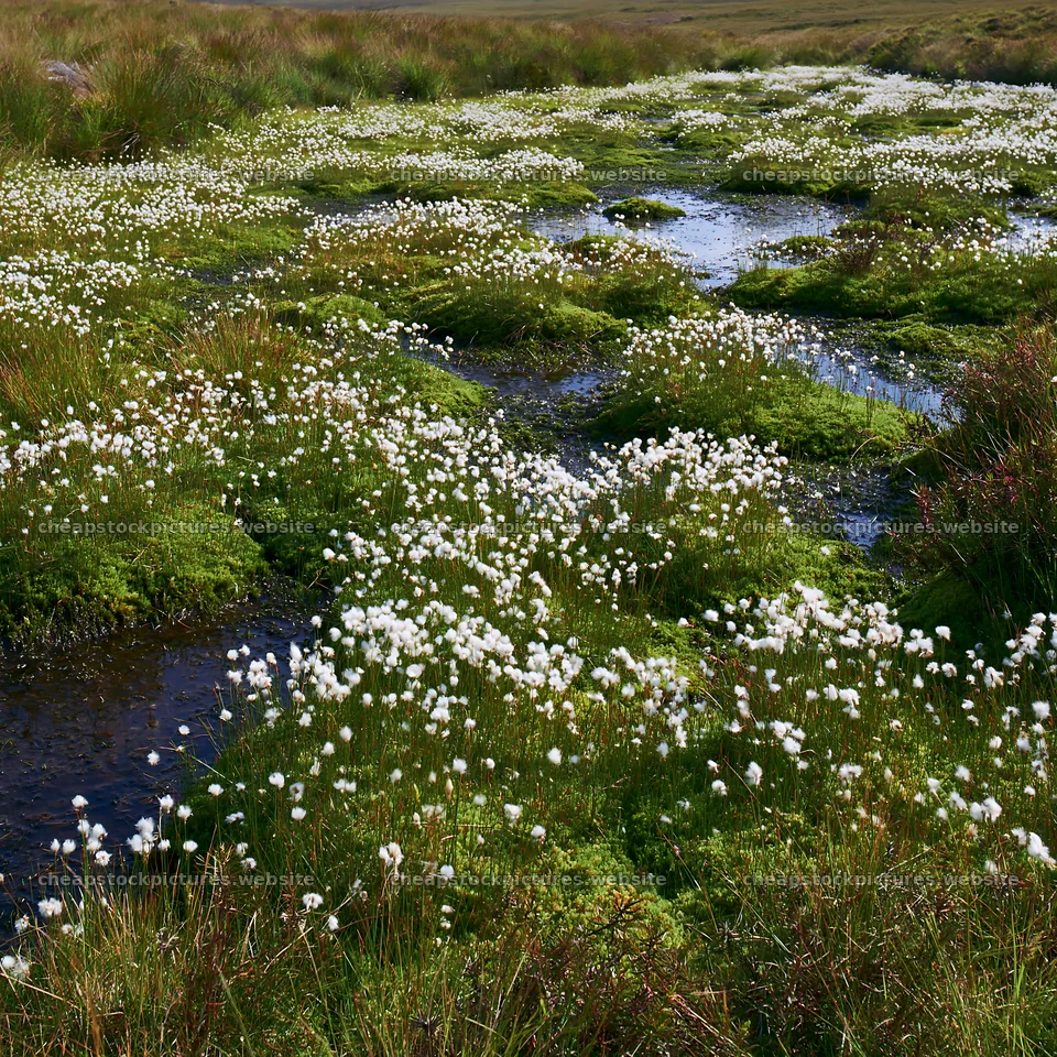 Cottongrass meadow glow during daylight – stock pictures 7938x7938