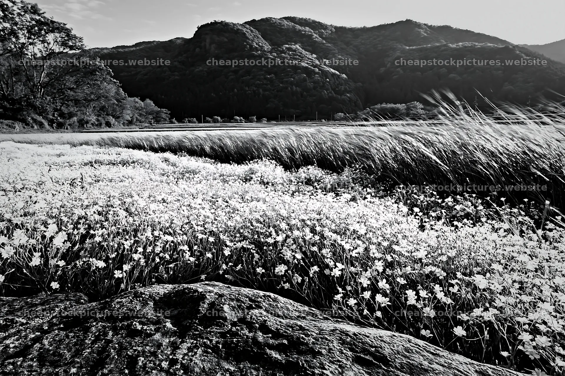 Spring wildflower meadow with stones in Kyoto landscape – stock pictures 9722x6480