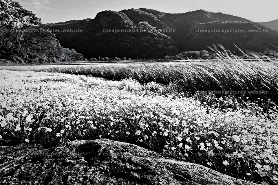 Spring wildflower meadow with stones in Kyoto landscape – stock pictures 9722x6480