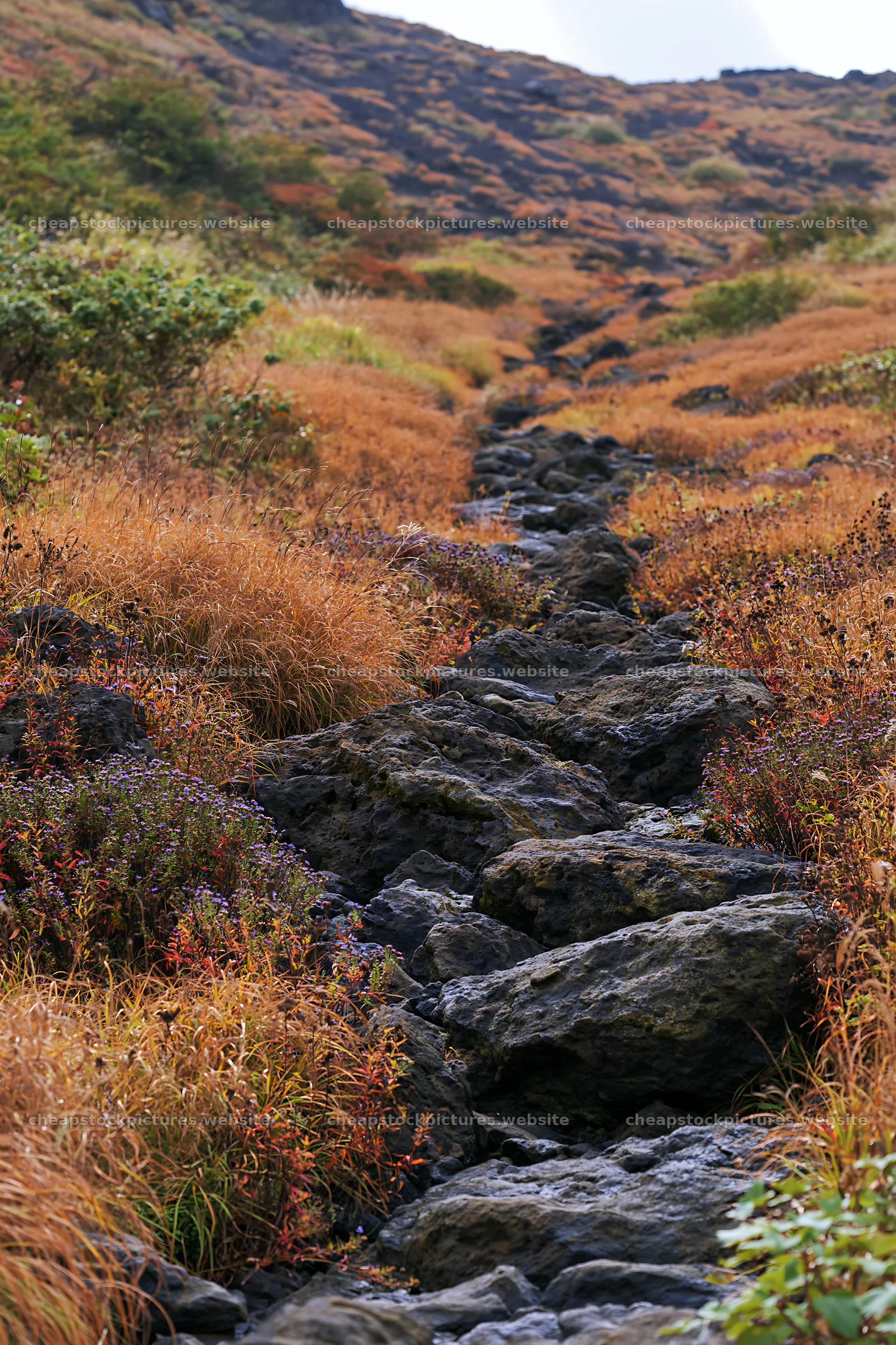 Kanagawa heat resilient meadow volcanic stones on a hillside – stock pictures 6480x9722