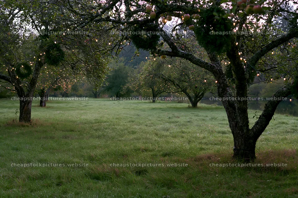 Christmas meadow with apple trees and lights – stock pictures 9722x6480