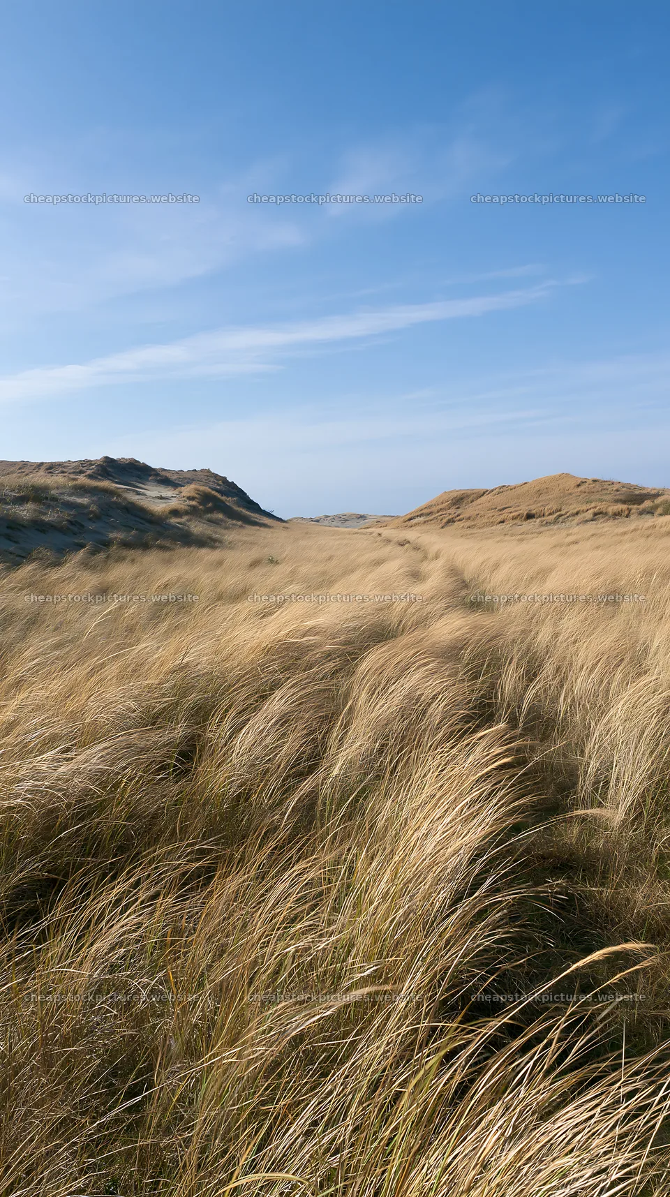Windy meadow with dune grasses in Tottori – stock pictures 5938x10608