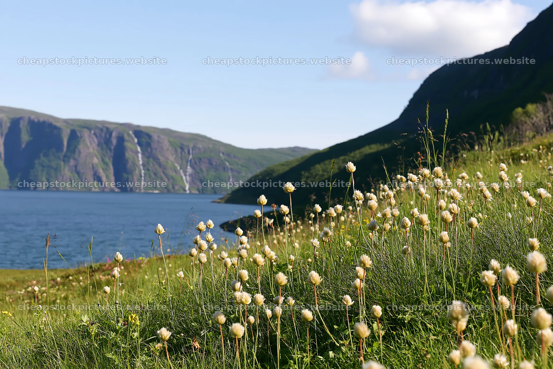 Fjord meadow with flowers near the water in daylight – stock pictures 9722x6480