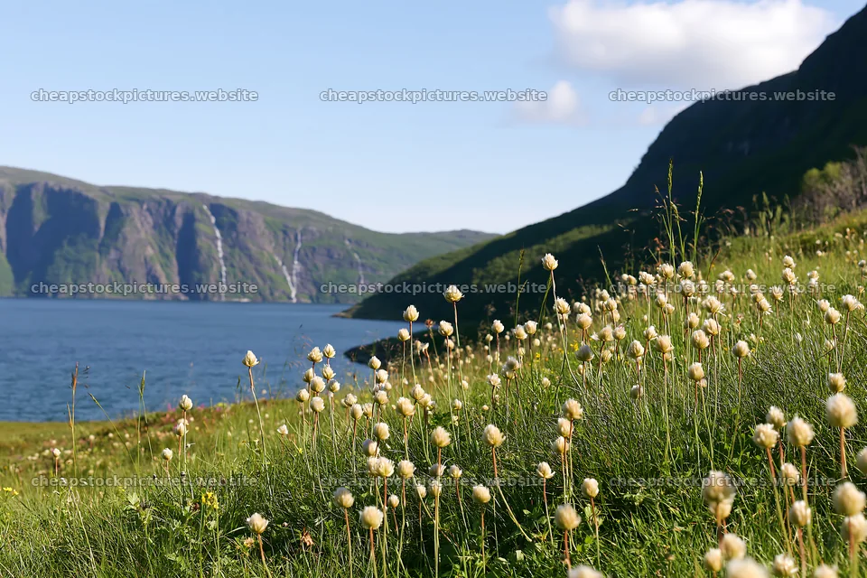 Fjord meadow with flowers near the water in daylight – stock pictures 9722x6480