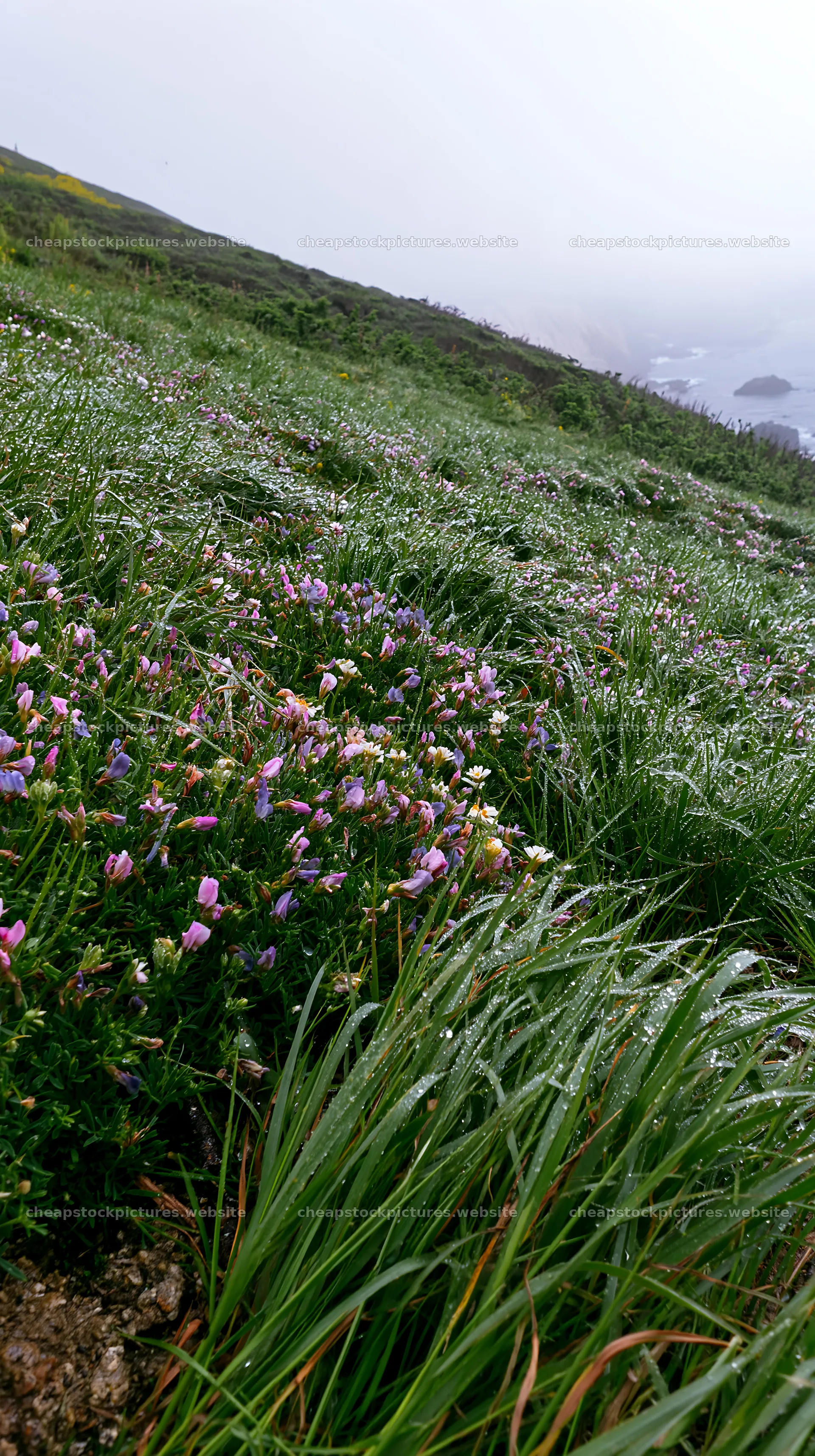 Frosty coastal meadow with wildflowers by the ocean – stock pictures 5938x10608